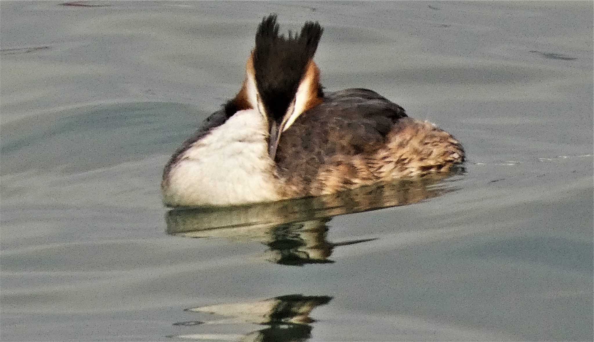 Great Crested Grebe