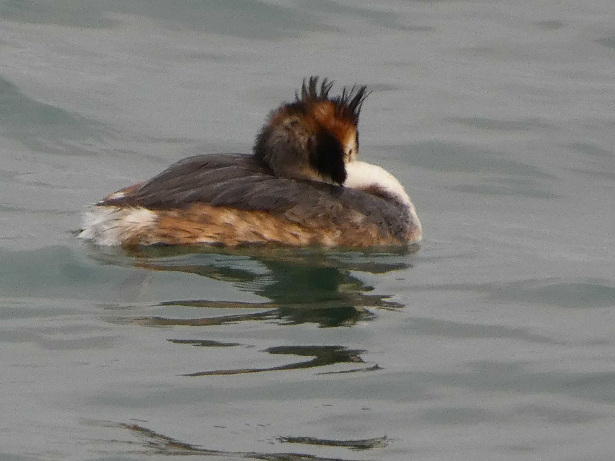 Great Crested Grebe