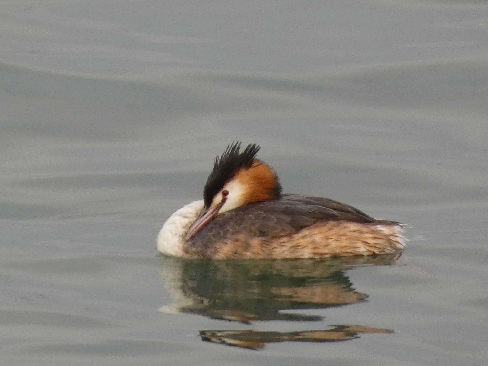 Great Crested Grebe