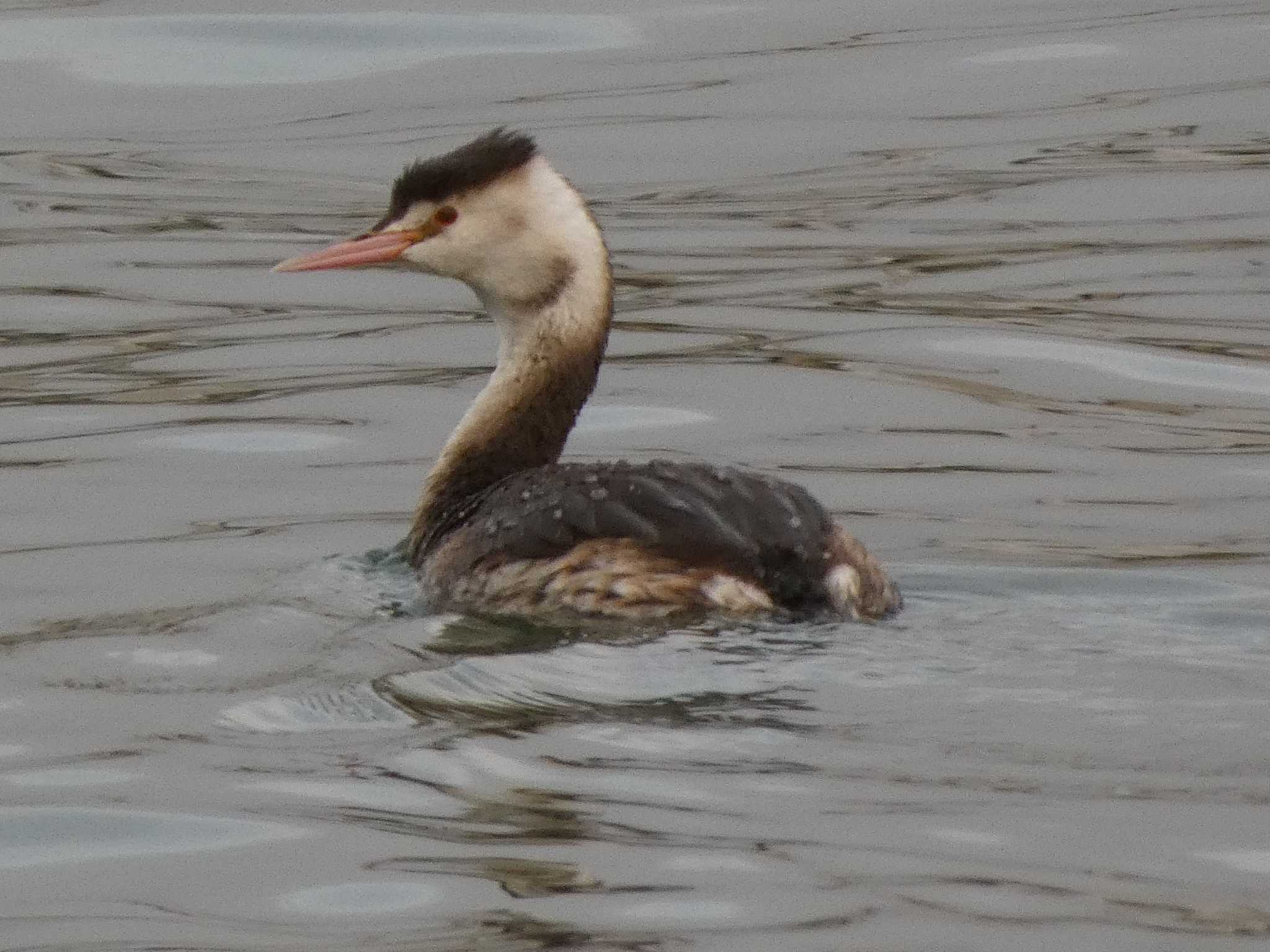 Great Crested Grebe