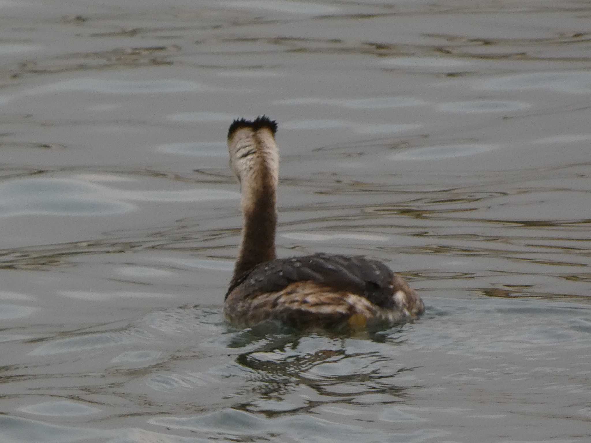 Great Crested Grebe