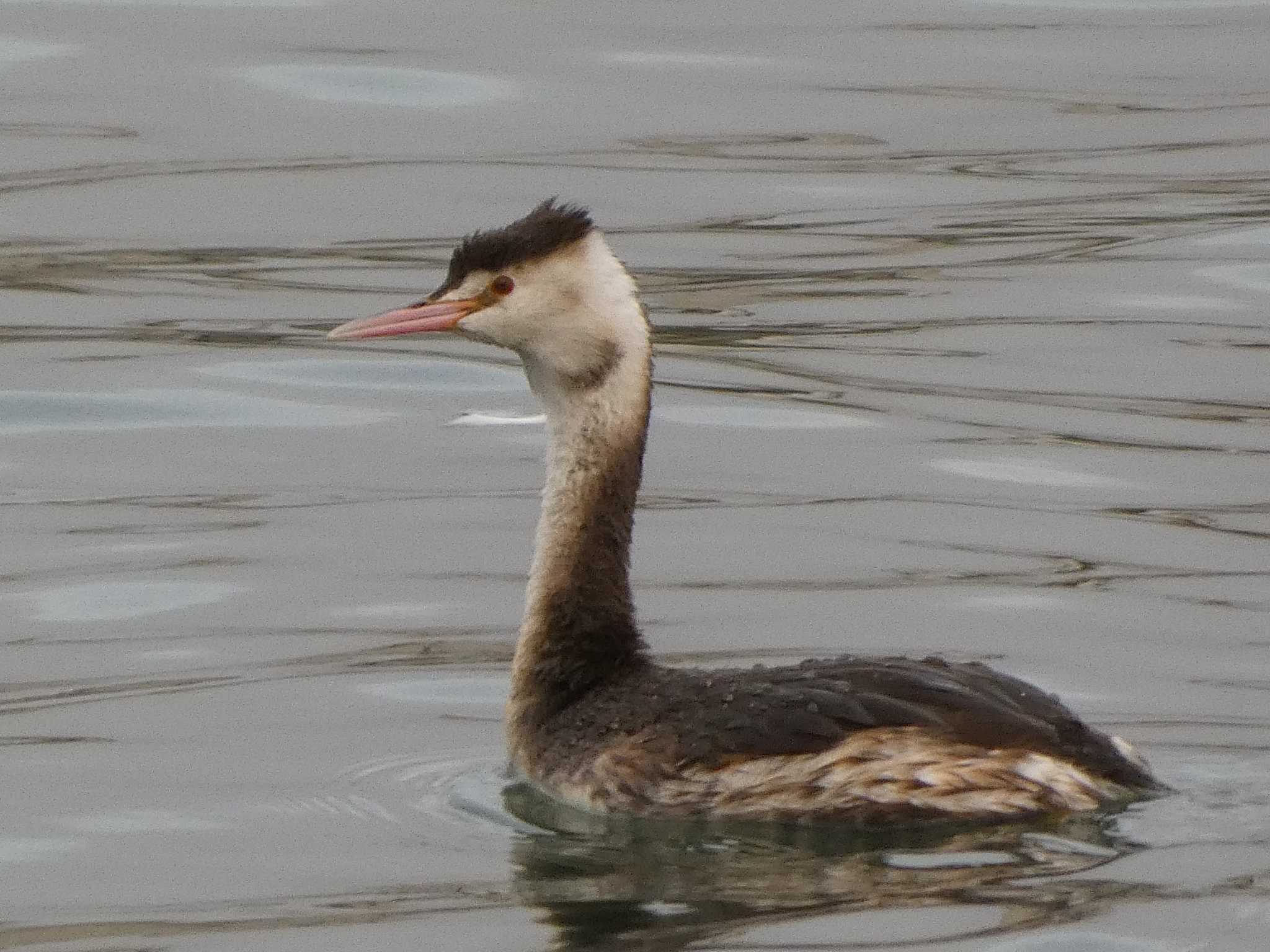 Great Crested Grebe