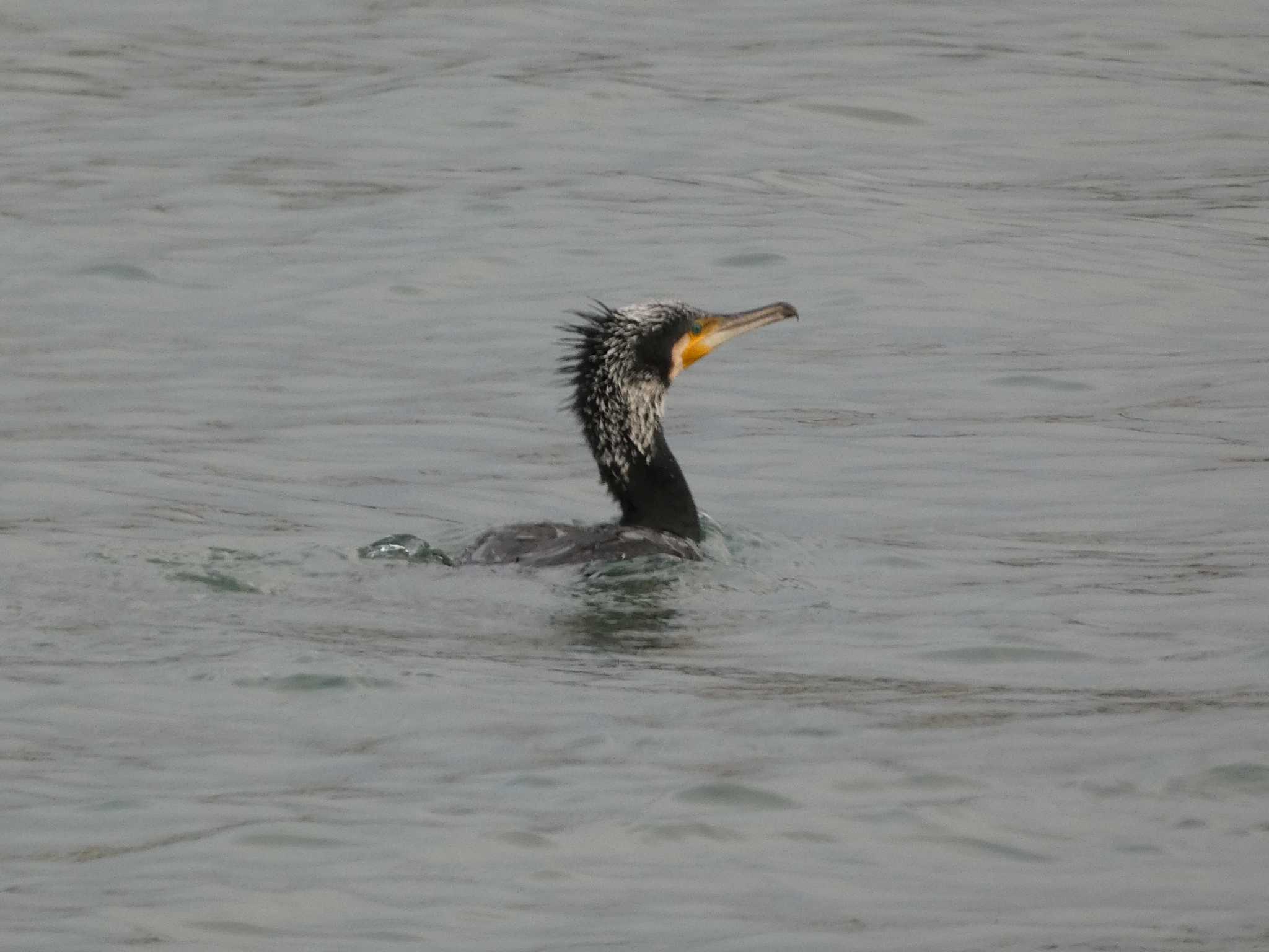 Photo of Great Cormorant at 金沢港 by koshi