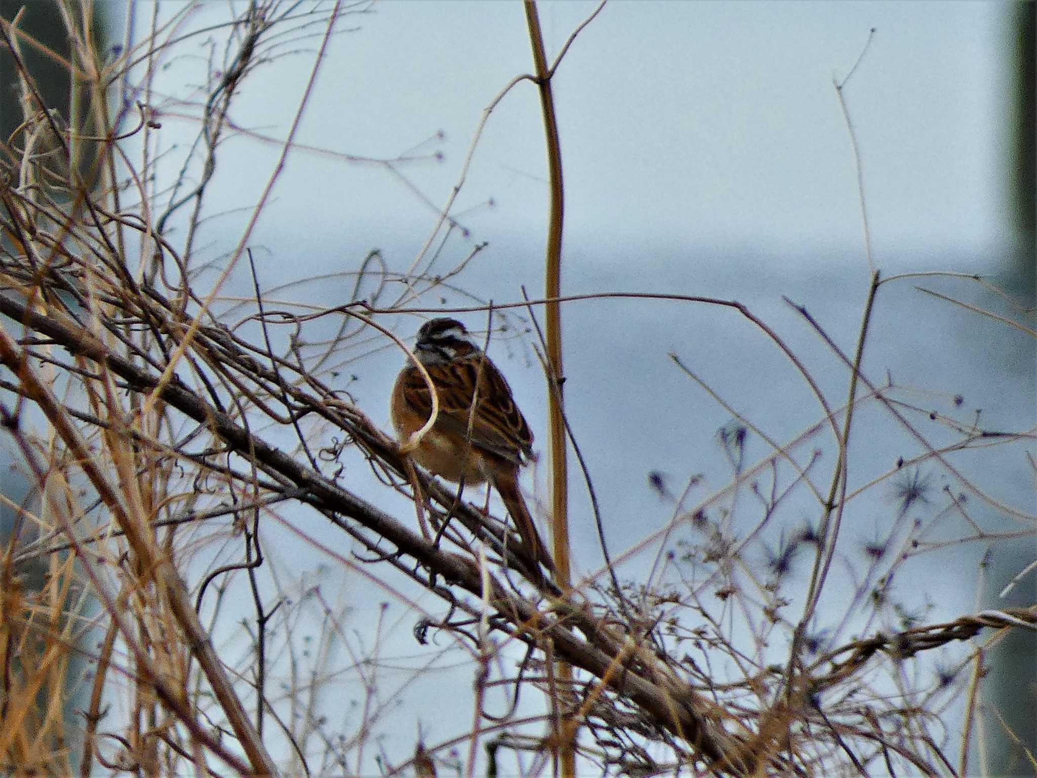 Meadow Bunting