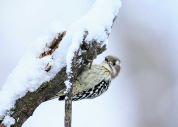 Japanese Pygmy Woodpecker(seebohmi) キトウシ森林公園 Fri, 11/24/2017