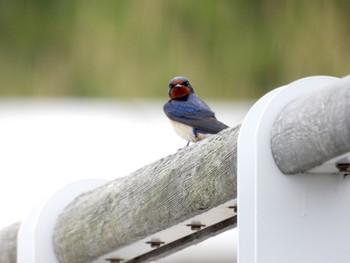 2022年4月24日(日) お台場海浜公園の野鳥観察記録