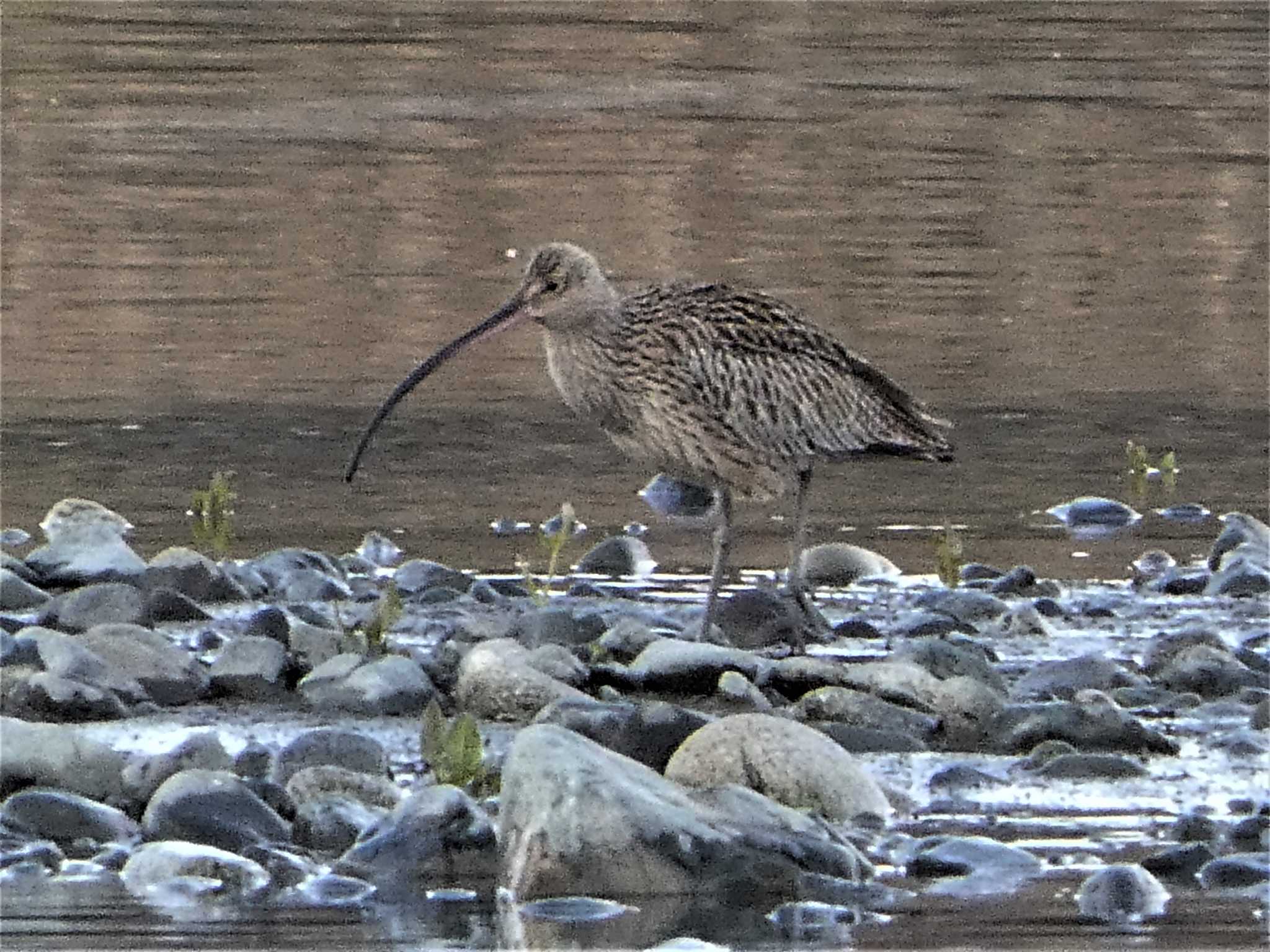Photo of Far Eastern Curlew at 酒匂川河口 by koshi