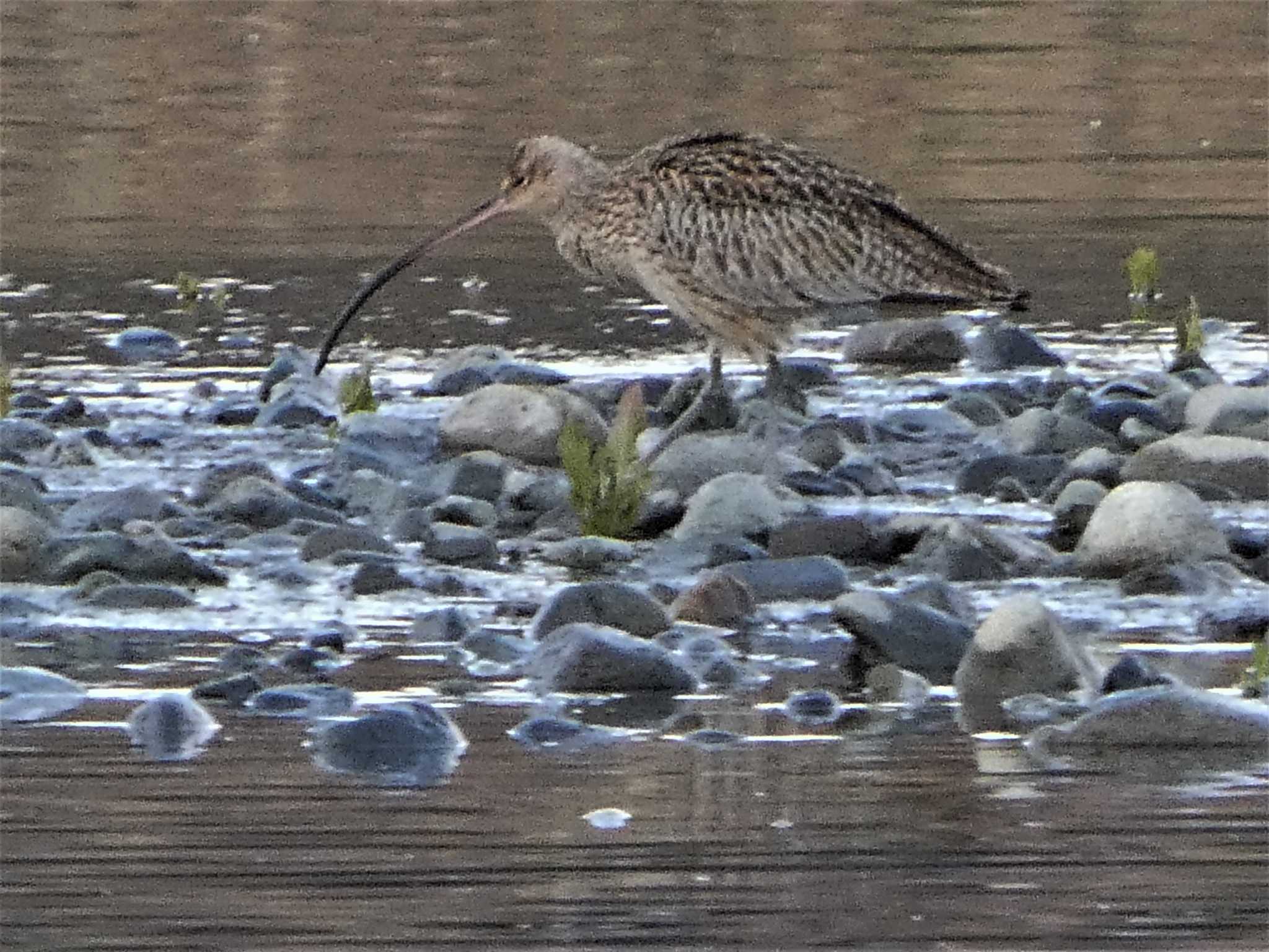 Far Eastern Curlew