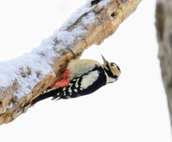 Great Spotted Woodpecker(japonicus) キトウシ森林公園 Fri, 11/24/2017