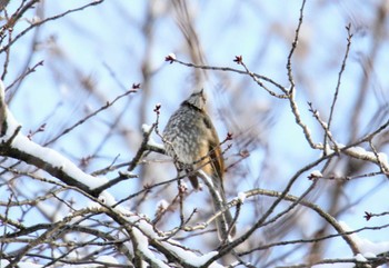 Dusky Thrush キトウシ森林公園 Fri, 11/24/2017