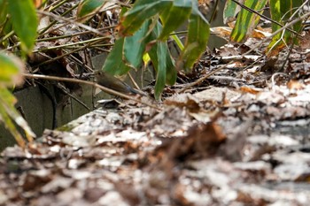 2022年4月24日(日) 宮丘公園(札幌市西区)の野鳥観察記録