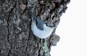 Eurasian Nuthatch(asiatica) キトウシ森林公園 Fri, 11/24/2017