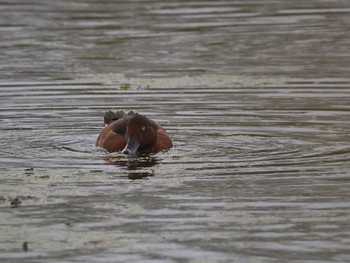 Ferruginous Duck Shin-yokohama Park Wed, 10/11/2017