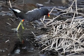 2022年4月24日(日) 五天山公園(札幌市西区)の野鳥観察記録
