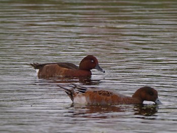 Ferruginous Duck Shin-yokohama Park Wed, 10/11/2017