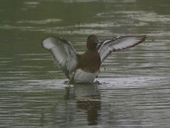 Ferruginous Duck Shin-yokohama Park Wed, 10/11/2017