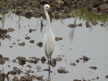 ダイサギ 秋ヶ瀬公園付近 2022年4月24日(日)