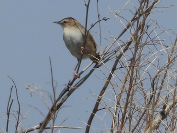 セッカ 秋ヶ瀬公園付近 2022年4月23日(土)