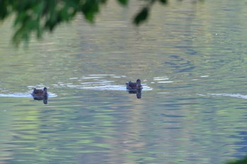 コガモ 長浜公園 2022年4月25日(月)