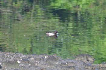 キンクロハジロ 長浜公園 2022年4月25日(月)