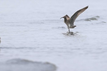 チュウシャクシギ ふなばし三番瀬海浜公園 2022年4月23日(土)