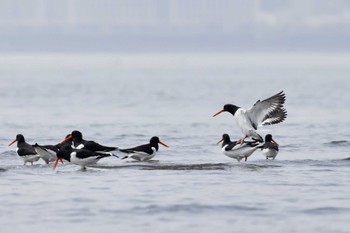 Eurasian Oystercatcher Sambanze Tideland Sat, 4/23/2022