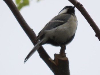 2022年4月24日(日) 東京都薬用植物園の野鳥観察記録