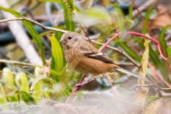 Siberian Long-tailed Rosefinch Hayatogawa Forest Road Wed, 11/22/2017