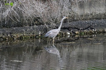 アオサギ 長浜公園 2022年4月24日(日)