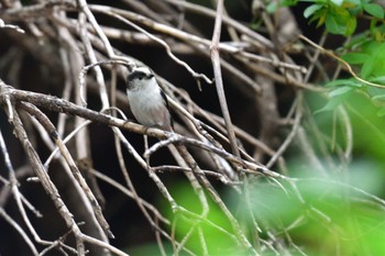 エナガ 長浜公園 2022年4月24日(日)