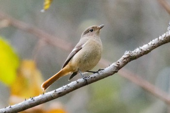 Daurian Redstart Hayatogawa Forest Road Wed, 11/22/2017