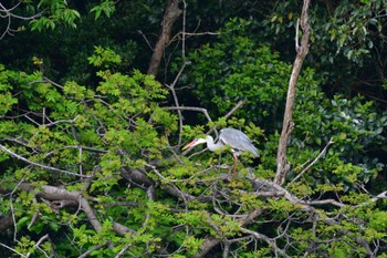 アオサギ 長浜公園 2022年4月23日(土)