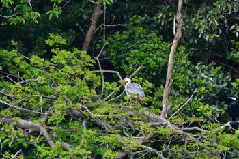 アオサギ 長浜公園 2022年4月23日(土)