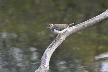 イソシギ 長浜公園 2022年4月23日(土)