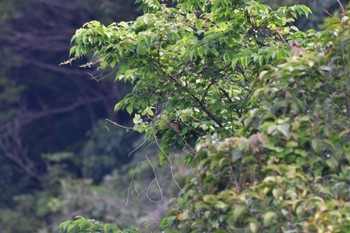 カワセミ 長浜公園 2022年4月23日(土)