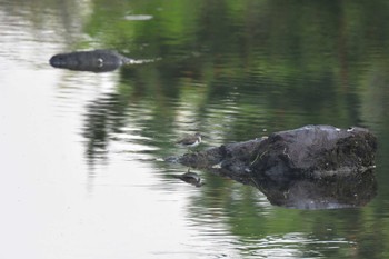 イソシギ 長浜公園 2022年4月23日(土)