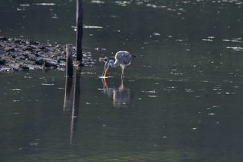 アオサギ 長浜公園 2022年4月23日(土)