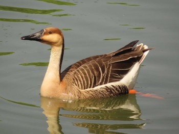 Mon, 4/25/2022 Birding report at Oikeshinsui Park