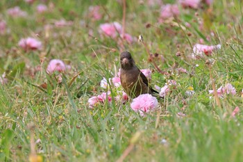 カワラヒワ 落合公園 2022年4月21日(木)