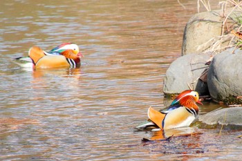 Mandarin Duck 中島公園 Sun, 4/24/2022