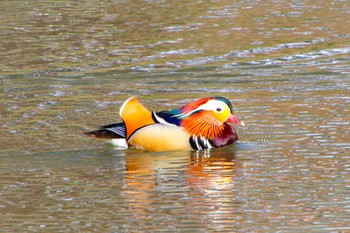 Mandarin Duck 中島公園 Sun, 4/24/2022