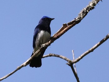2022年4月25日(月) 早戸川林道の野鳥観察記録