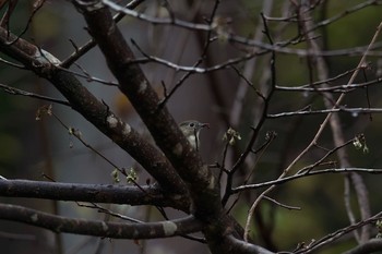 Red-flanked Bluetail Hayatogawa Forest Road Wed, 11/15/2017