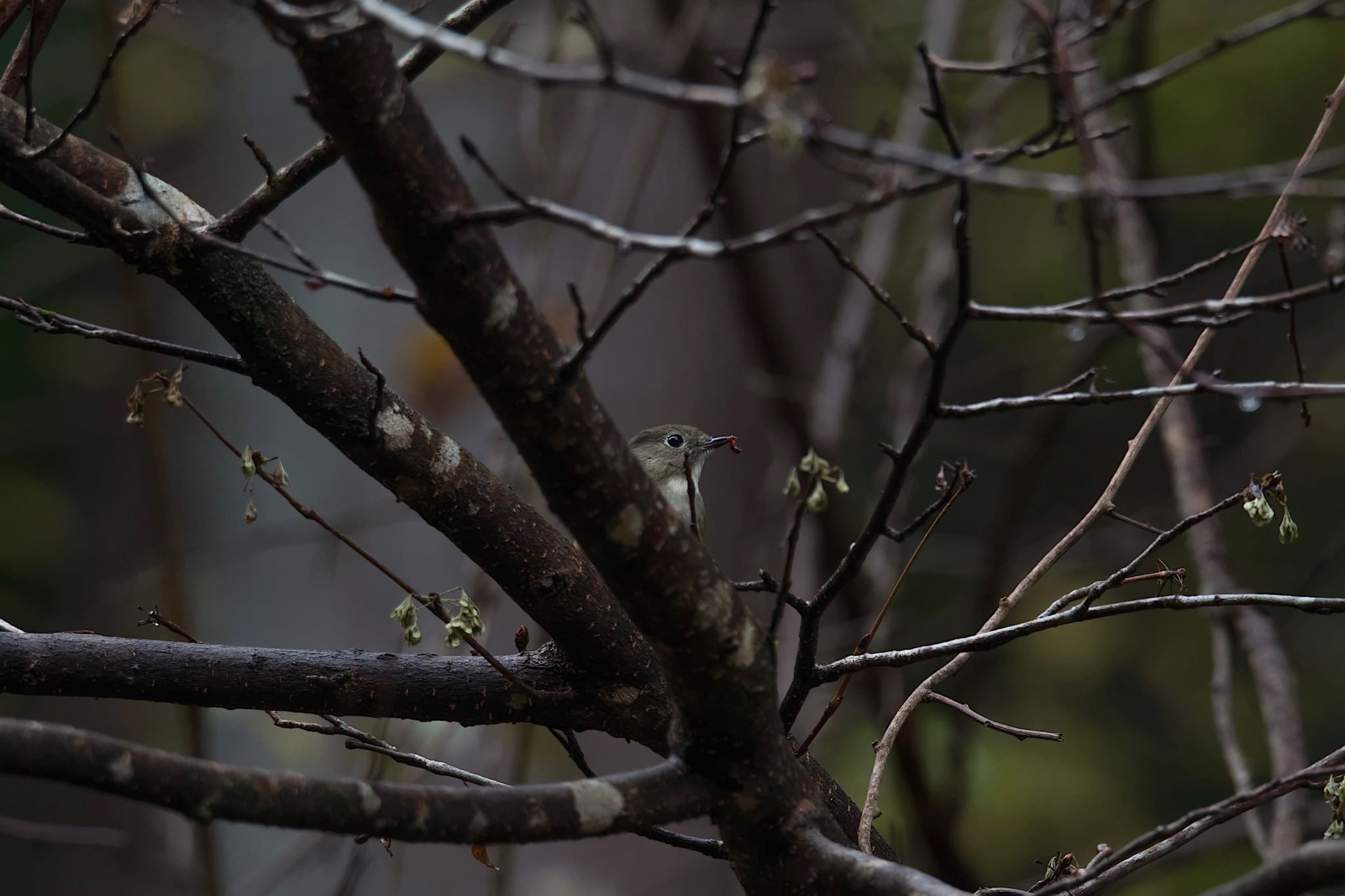 Red-flanked Bluetail