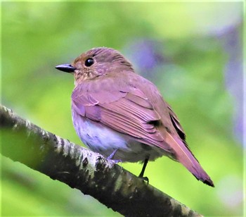 オオルリ ささやまの森公園(篠山の森公園) 2022年4月25日(月)