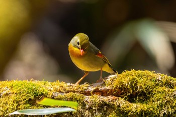 ソウシチョウ 柳沢峠 2022年4月25日(月)