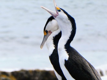 マミジロウ Long Reef(Australia, NSW) 2022年4月25日(月)