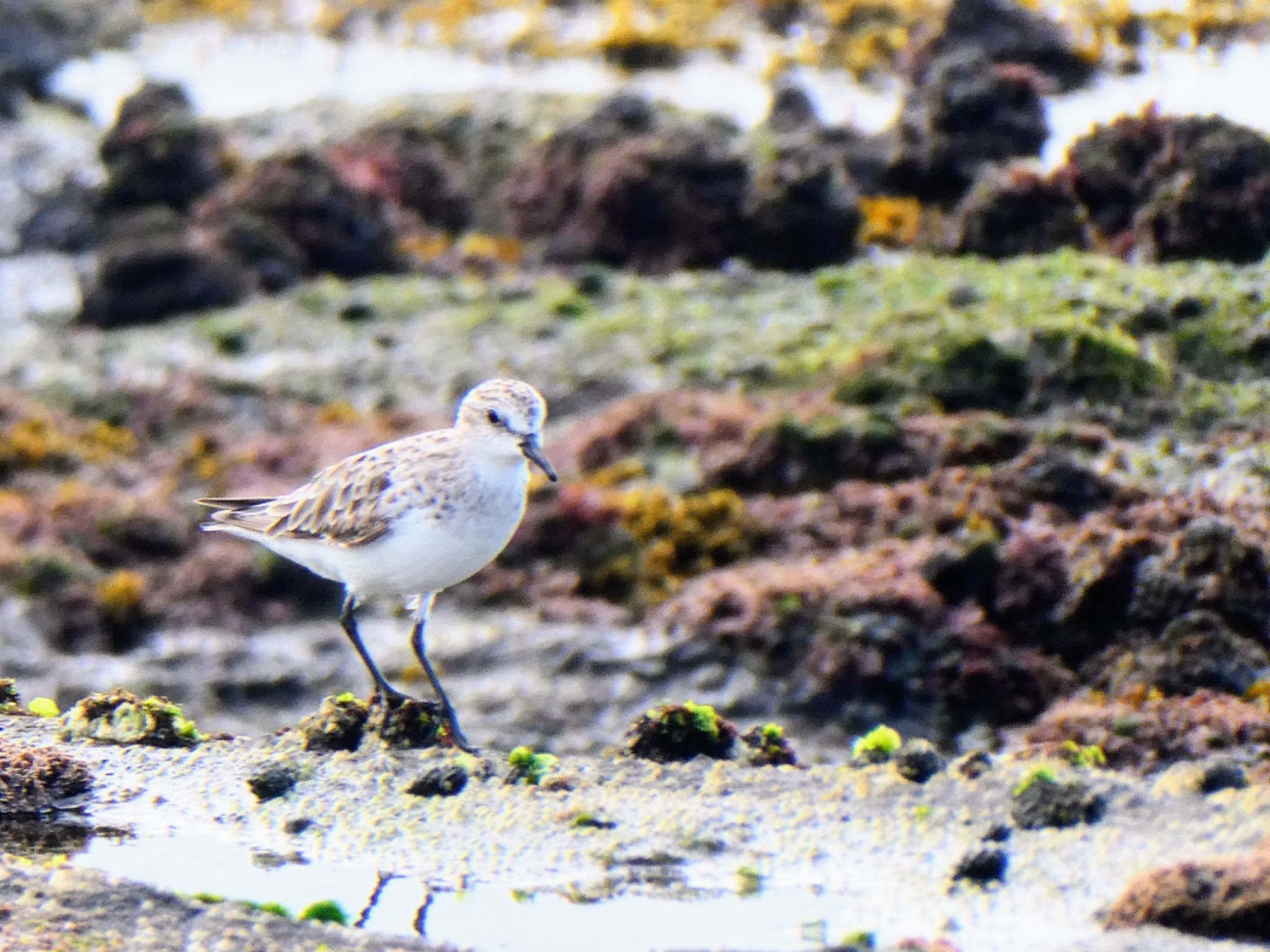 Long Reef(Australia, NSW) トウネンの写真 by Maki