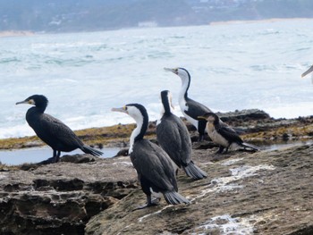 Little Pied Cormorant Long Reef(Australia, NSW) Mon, 4/25/2022