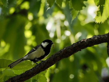 2022年4月25日(月) 明治神宮の野鳥観察記録